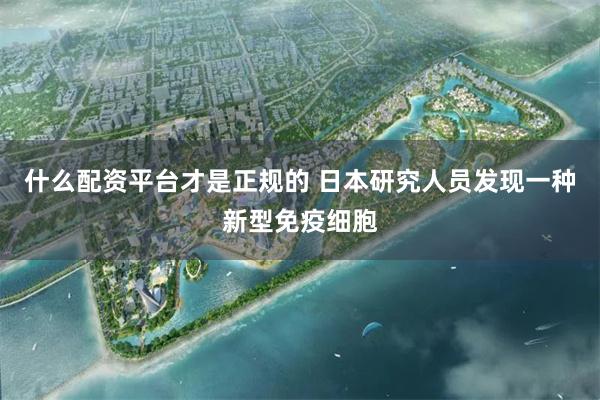 什么配资平台才是正规的 日本研究人员发现一种新型免疫细胞
